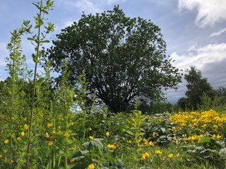 flowers and trees